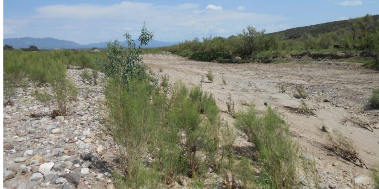 La escasez de agua en el noroeste de Sonora afecta todo: ganaderos y agricultores se niegan a perder siembras y animales