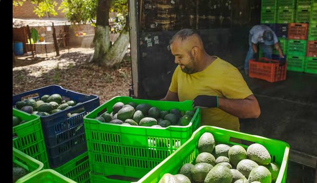 Estados Unidos cede la inspección de los huertos de aguacate a las autoridades mexicanas ante la escalada de violencia en el país