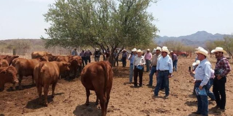 “Ya hay tranquilidad y resultados en zonas ganaderas”, segura líder de la UGRS Juan Ochoa Valenzuela