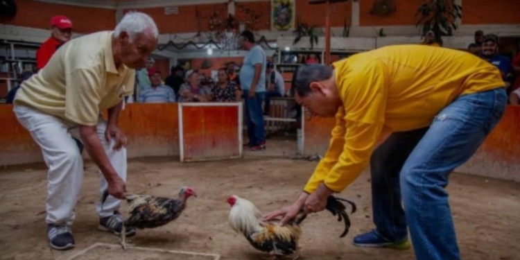 ‘En defensa de nuestras tradiciones’: marcharán para exigir peleas de gallos legales
