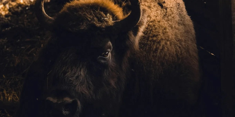 Estuvo a punto de extinguirse debido al ser humano. Se salvó y ahora es todo un símbolo del reino animal