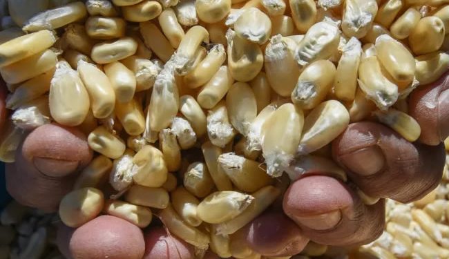 Contaminado con transgénicos, 25% del maíz para consumo humano: Conahcyt