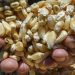 Contaminado con transgénicos, 25% del maíz para consumo humano: Conahcyt