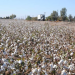 ¿Algodón transgénico? Productores de Sonora evalúan su cultivo para lidiar con las plagas