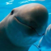 Semar: Tecnología en protección de vaquita marina