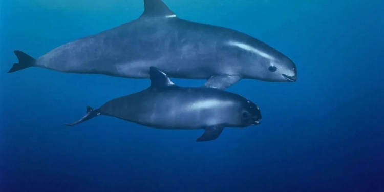 Vaquita marina, la más pequeña de las marsopas, y de todos los cetáceos