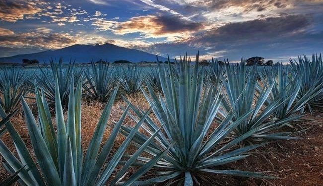 China: crece el gusto por el tequila; en una década se triplicó la exportación