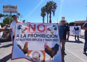 Galleros tramitarán Amparo colectivo contra Ley de Protección y Bienestar Animal en Sonora