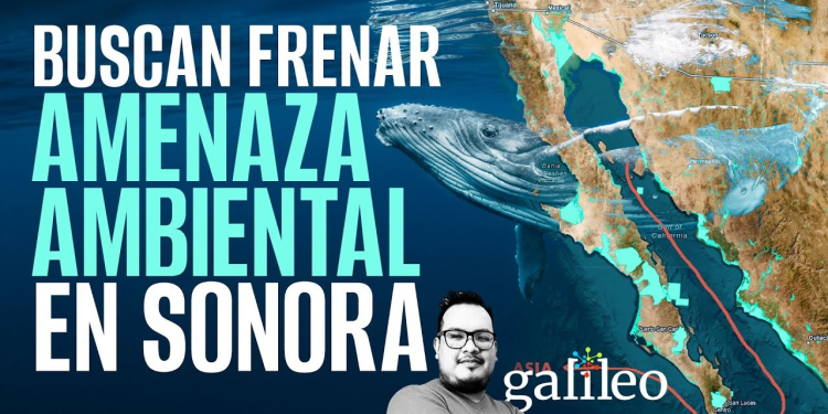 ¿Ballenas o gas?
