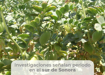 Definen siembra de garbanzo para evitar el tizón de vainas