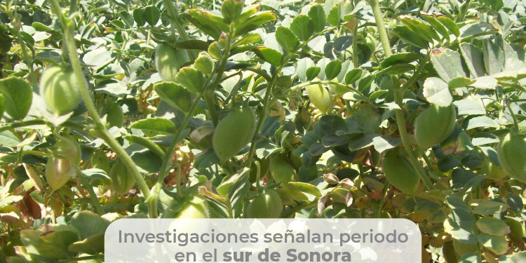 Definen siembra de garbanzo para evitar el tizón de vainas