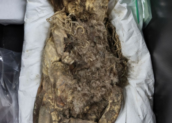 El Centro INAH Sonora impartirá ponencia sobre prácticas funerarias y ritos mortuorios del siglo XVIII