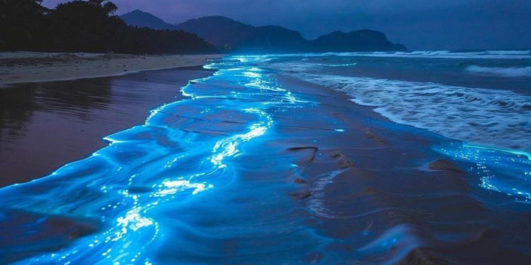 Estas playas de Sonora son ideales para ver la bioluminiscencia, un hermoso espectáculo visual