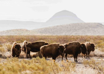 Reserva “El Carmen”, el espacio donde Cemex ha innovado en estrategias ambientales
