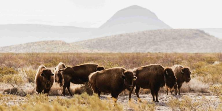 Reserva “El Carmen”, el espacio donde Cemex ha innovado en estrategias ambientales