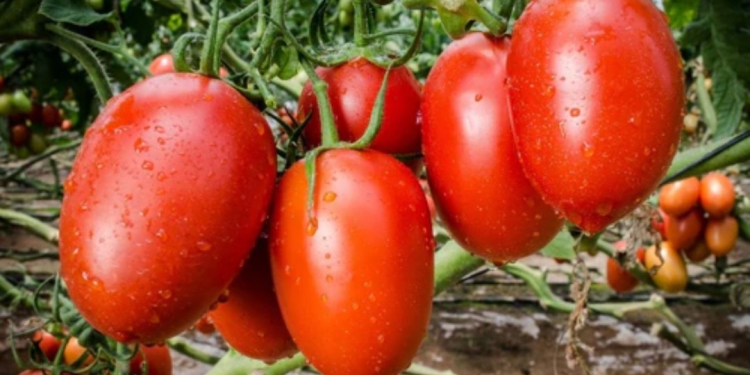 Sinaloa, Michoacán, San Luis Potosí, Baja California Sur y Sonora en el Top 5 de Estados con Mayor Producción de Siembra de Tomate en el País