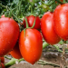 Sinaloa, Michoacán, San Luis Potosí, Baja California Sur y Sonora en el Top 5 de Estados con Mayor Producción de Siembra de Tomate en el País