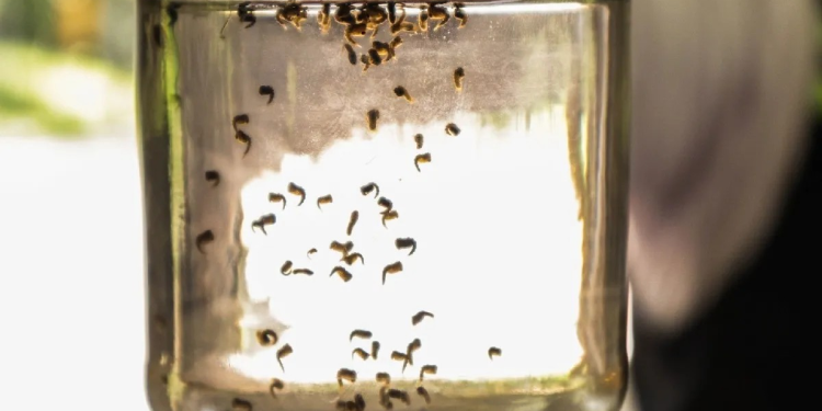 Suma el estado de Sonora 115 casos de dengue; zona sur la mas afectada