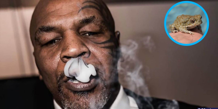 El día que Mike Tyson probó veneno del sapo de Sonora y ‘murió’