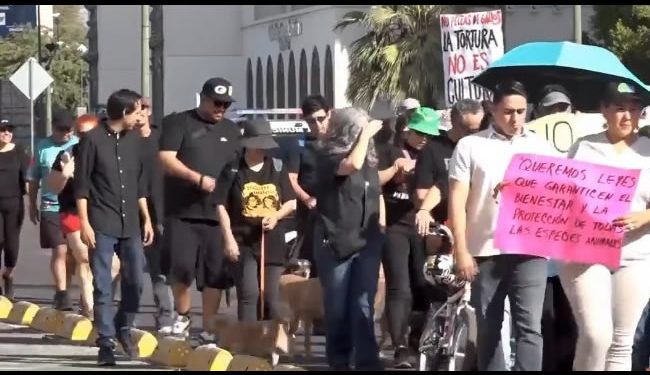 Comunidad animalera pide respeto a la ley de Protección y Bienestar Animal