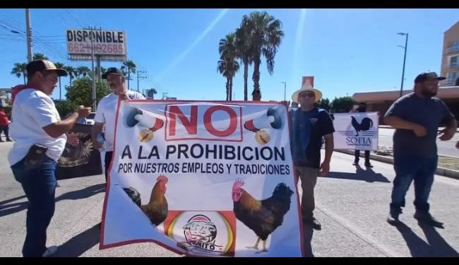 Darán tres años a galleros de Sonora para aplicar las disposiciones de la Ley de Protección y Bienestar Animal