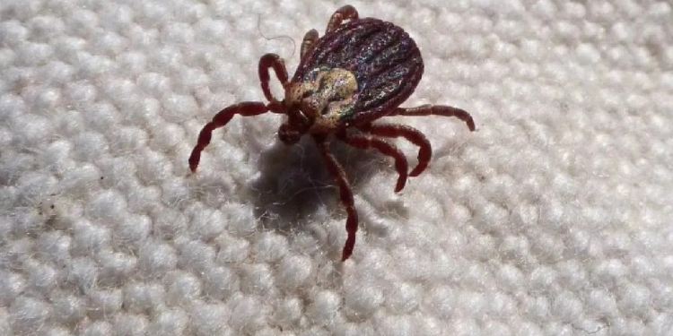 Aumentan casos de rickettsia en Sonora: 44 defunciones y 124 contagios en 2024