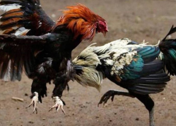 “Soy protectora de animales”, Sheinbaum reacciona a freno de ley que prohíbe peleas de gallos en Sonora