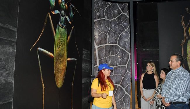 Inauguran Gobierno de Hermosillo y Fundación Coppel la exposición itinerante “INSECTUS” en el Parque Madero