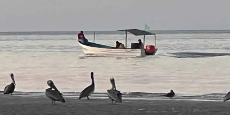 Inicia temporada de camarón en hábitat de vaquita marina; todo sigue igual, redes ilegales por todos lados