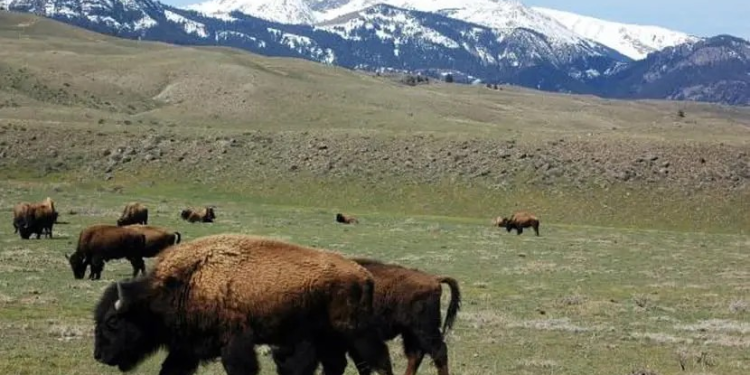 El retorno del bisonte al Parque Nacional de Banff: restaurando el ecosistema