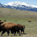 El retorno del bisonte al Parque Nacional de Banff: restaurando el ecosistema