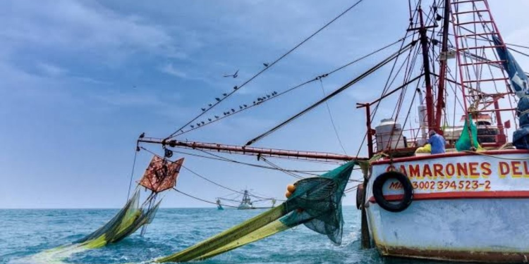 A una semana de levantarse veda, pescadores de altamar de Sinaloa y Sonora siguen sin capturas