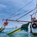 A una semana de levantarse veda, pescadores de altamar de Sinaloa y Sonora siguen sin capturas