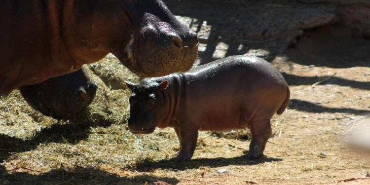 Nace cría de hipopótamo en el Centro Ecológico de Sonora