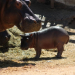 Nace cría de hipopótamo en el Centro Ecológico de Sonora