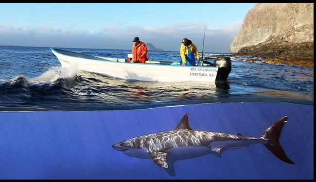 Tiburón blanco, el vecino del pueblo de Isla Guadalupe