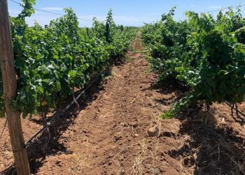 Sonora mantiene el primer lugar en producción de uva de mesa en México