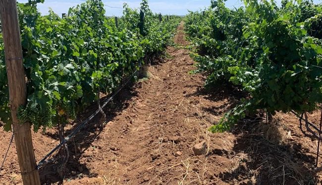 Sonora mantiene el primer lugar en producción de uva de mesa en México