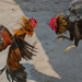 Aprueban Ley de Protección Animal con prórroga de tres años para peleas de gallos