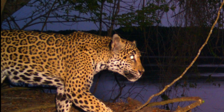 Las granjas camaroneras amenazan los manglares y jaguares de México