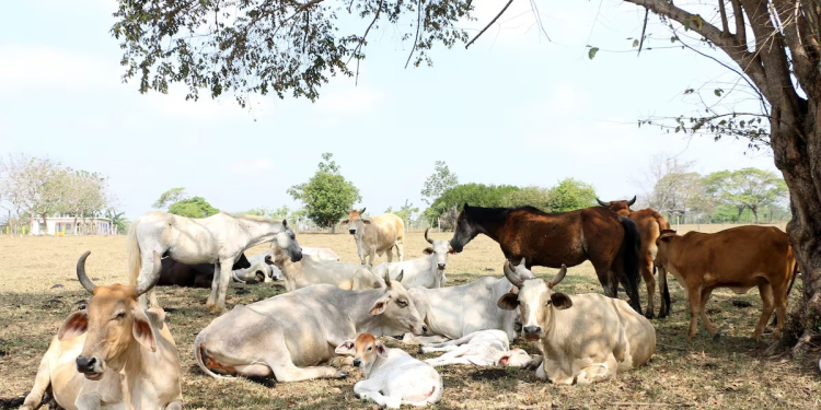 Frena suspensión de exportaciones de ganado a EU flujo de 10 mil cabezas