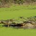 Proteger cocodrilos para tener camarones: la historia de los pescadores que recuperaron la salud de un estuario en México