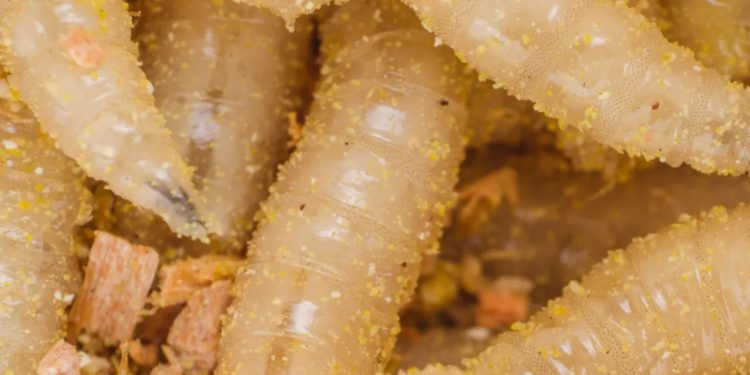 Un gusano que devora carne viva amenaza con llegar a México a través del ganado ilegal