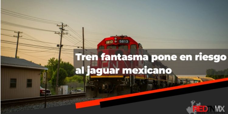 El “Tren Fantasma en Sonora Pone en Riesgo la Migración del Jaguar
