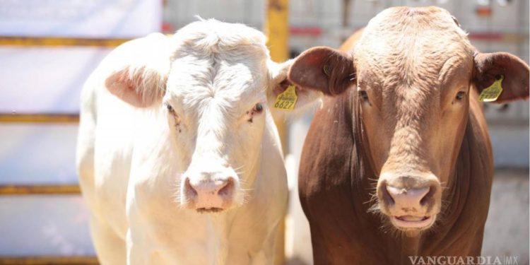 Trabajan por reapertura en EU a ganado mexicano; darían prioridad a Sonora y Chihuahua