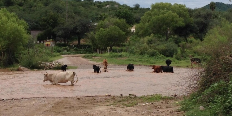Llaman en Sonora a implementar protocolos en ganado por bajas temperaturas