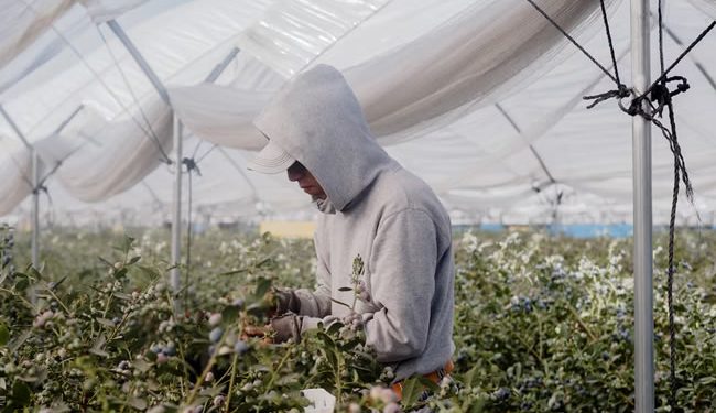 Los aranceles con los que Trump amenaza a México y Canadá costarán 1.300 dólares anuales a los hogares de Estados Unidos