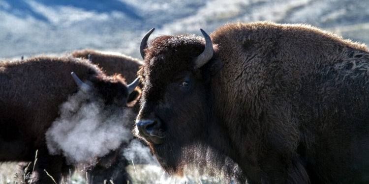 Yellowstone: descubren la presencia continua de grandes herbívoros desde hace 2.300 años
