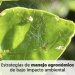 Artropofauna benéfica en cítricos orgánicos del desierto de Sonora