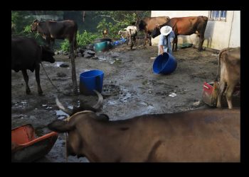 El gusano barrenador del ganado resurge en Centroamérica y genera alerta en México